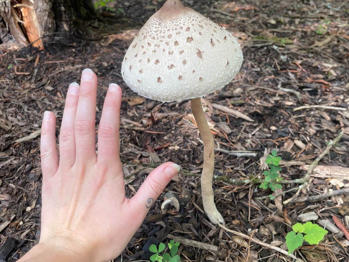 Seasonal Wellness Tips: Fall&nbsp;࿔*